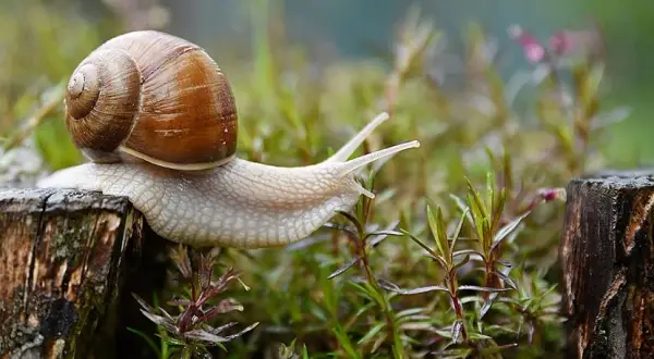 Skuteczne sposoby na ślimaki w ogrodzie, które naprawdę działają