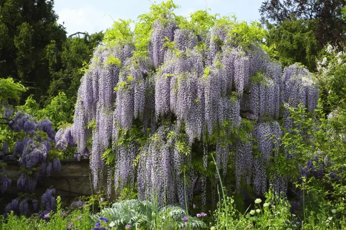 Obficie kwitnąca wisteria tworzy fioletowy wodospad kwiatów. Wiosna w pełni, kiedy kwitnie wisteria, zachwyca swoim widokiem.