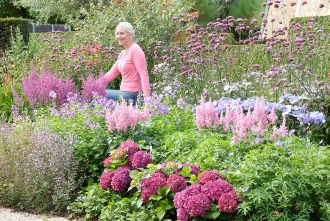 Kobieta w różowej bluzce wśród kwitnących hortensji i astilbe. W tle fioletowe kwiaty, tworzące barwny krajobraz najdłużej kwitnącego krzewu.