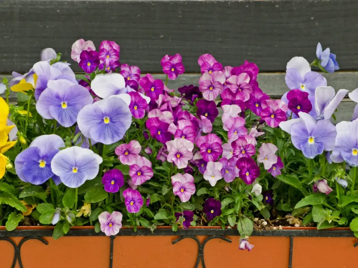Bratki w odcieniach fioletu i błękitu kwitną długo, tworząc barwną kompozycję w skrzynce.