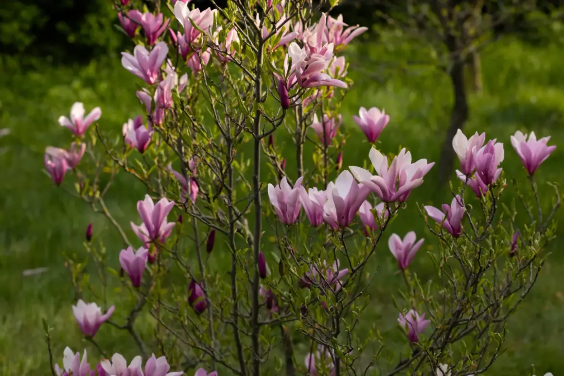 Kwitnąca magnolia przed domem, jej różowe kwiaty rozkwitają na tle zieleni.