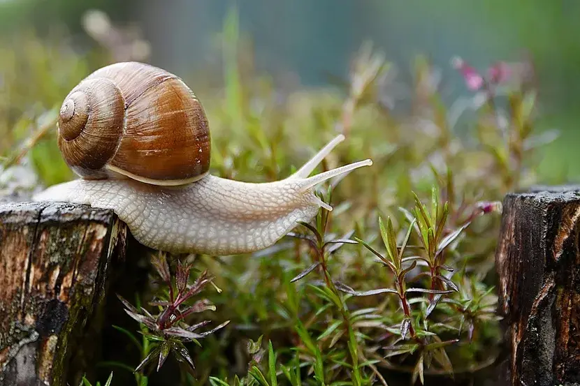 Skuteczne sposoby na ślimaki w ogrodzie, które naprawdę działają