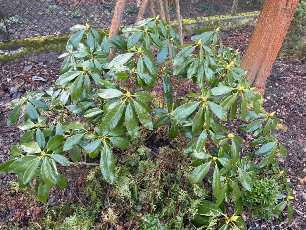Rozmnażanie rododendrona - sadzonki, odkłady i przycinanie