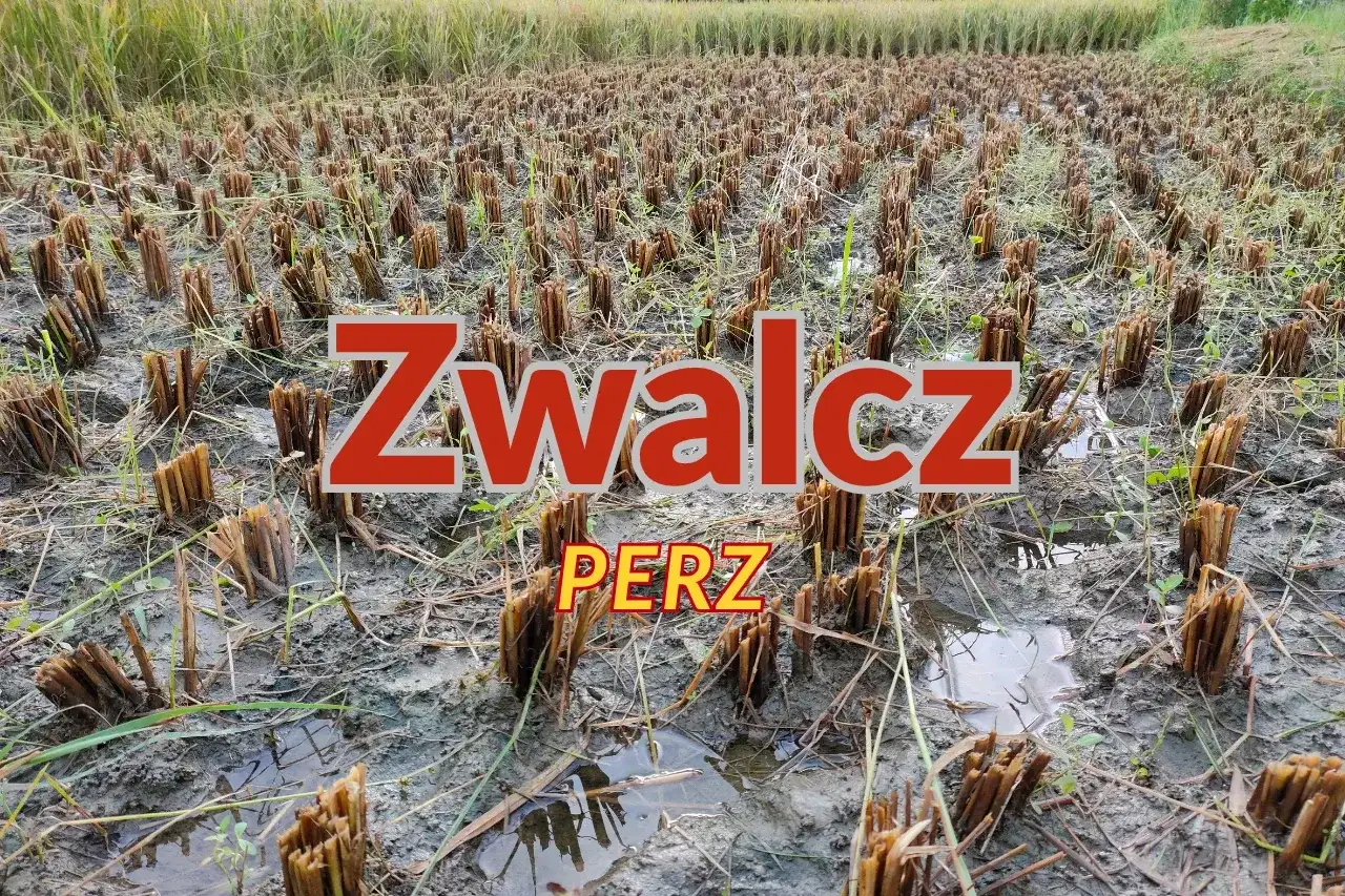 Oprysk na perz - kiedy działa i jak dobrać środek