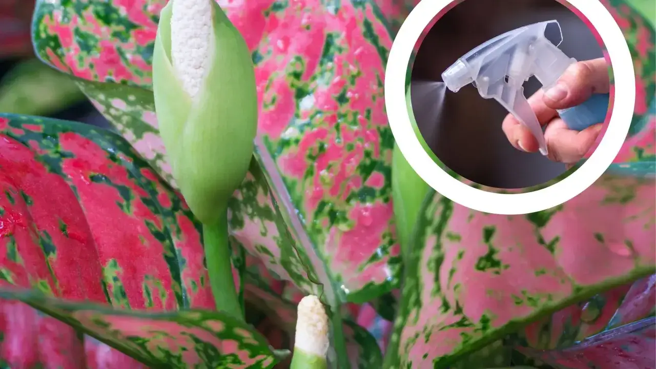 Aglaonema kwiat z pąkiem, w tle ręka z atomizerem spryskująca roślinę.