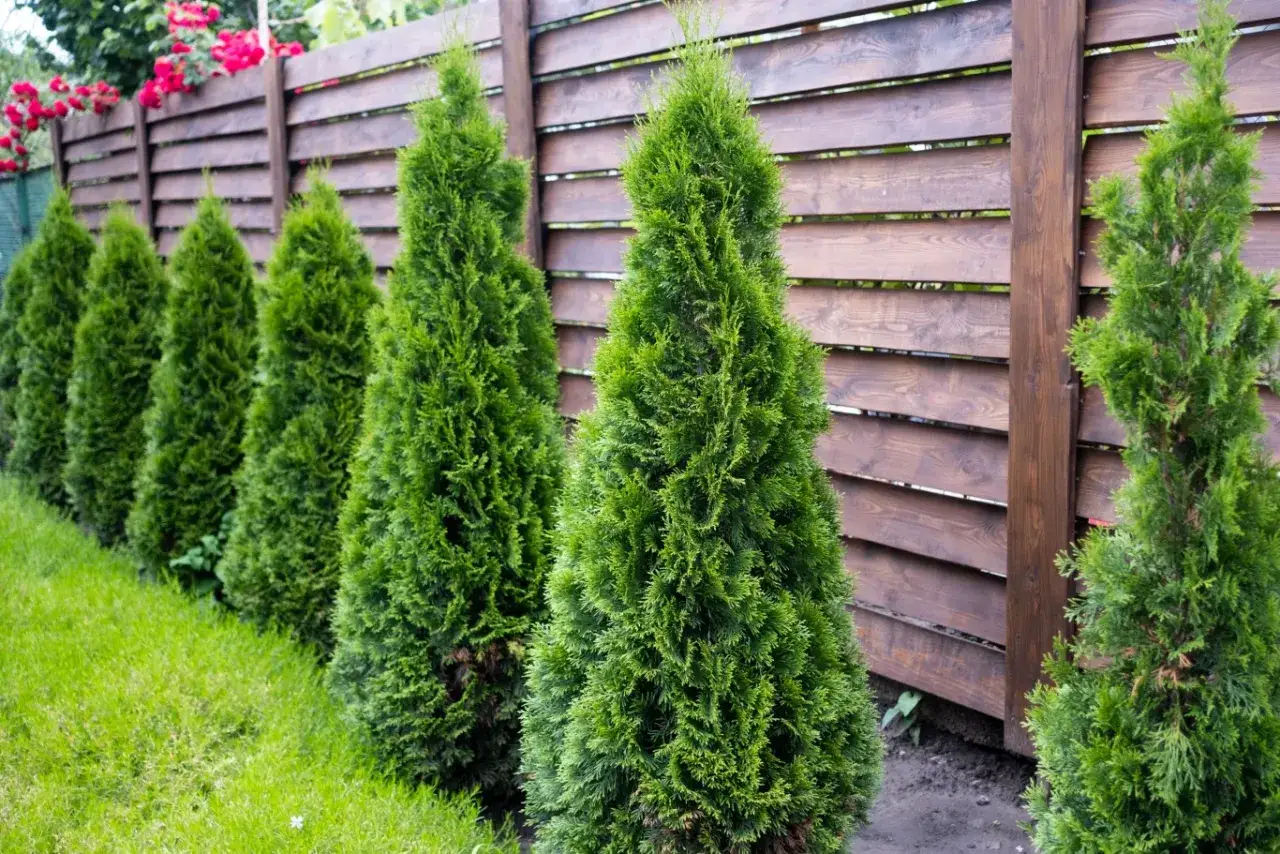 Rząd zielonych tuj tworzy naturalny żywopłot przy drewnianym płocie.