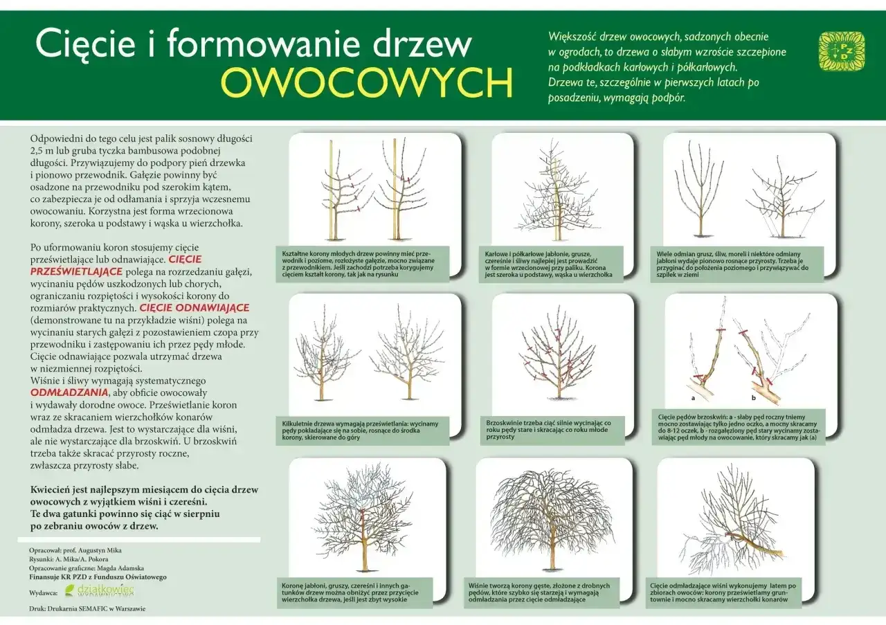 Rysunki pokazujące cięcie jabłoni i innych drzew owocowych, jak przycinać jabłonie, by uzyskać zdrowe korony.
