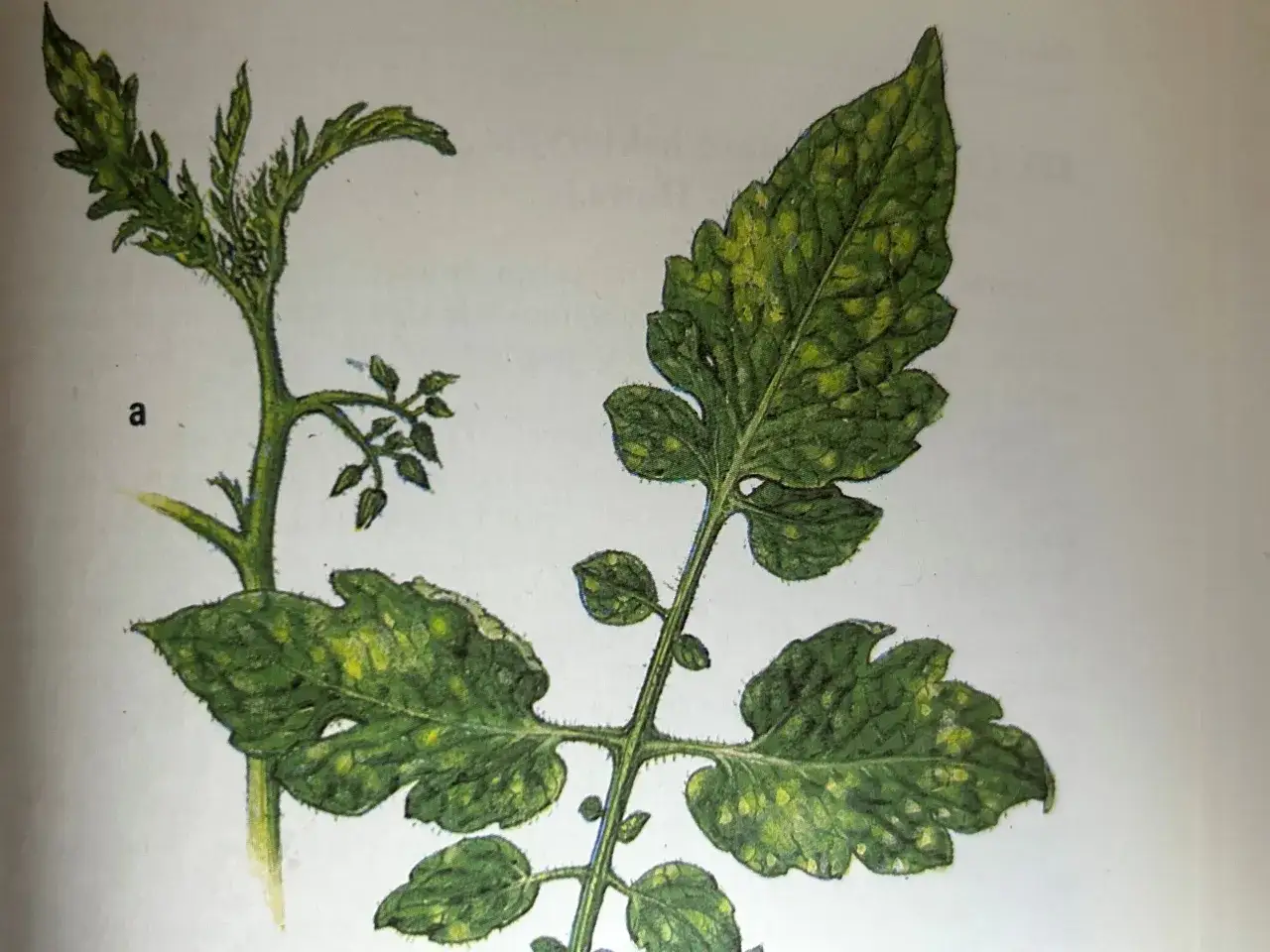 Ilustracja przedstawia liście pomidora z widocznymi objawami chorób: żółte plamy i przebarwienia na zielonych liściach.