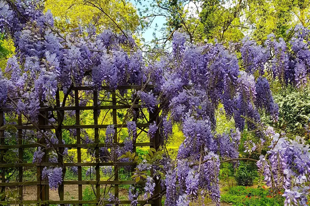 Obfite grona fioletowej wisterii zwisają z drewnianej kratownicy, tworząc magiczny widok, kiedy kwitnie wisteria.