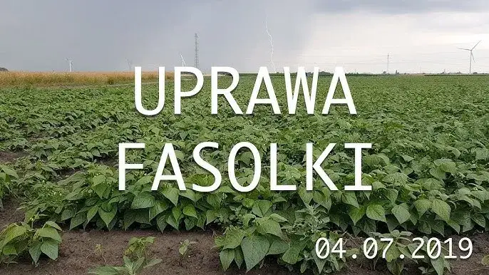 Zdjęcie Jak kwitnie fasola i co zrobić, aby uzyskać obfite kwitnienie