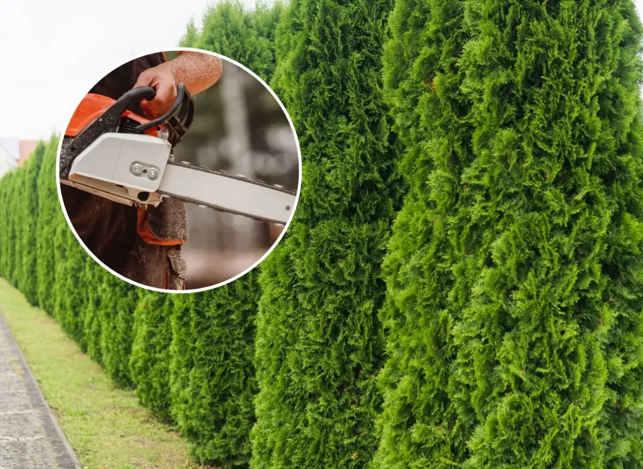 Cięcie żywopłotu z tui piłą. Zastanawiasz się, czy na wycinkę tui trzeba mieć pozwolenie?