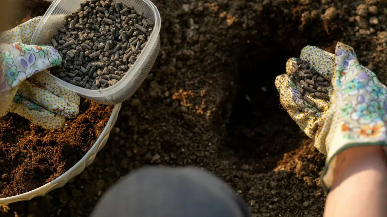 Rękawiczki z kwiatowym wzorem rozsypują nawóz organiczny do ziemi, przygotowując ją do sadzenia.