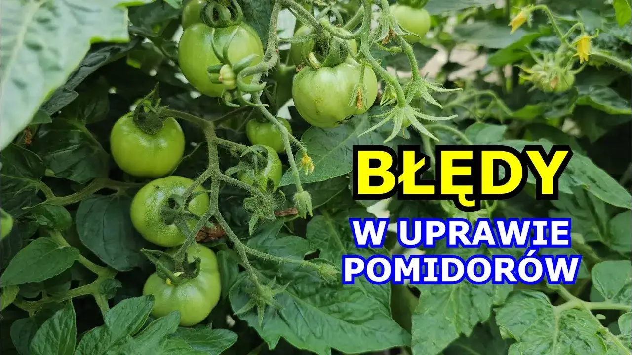 Zdjęcie Jak dbać o pomidory w doniczce, by uniknąć najczęstszych błędów