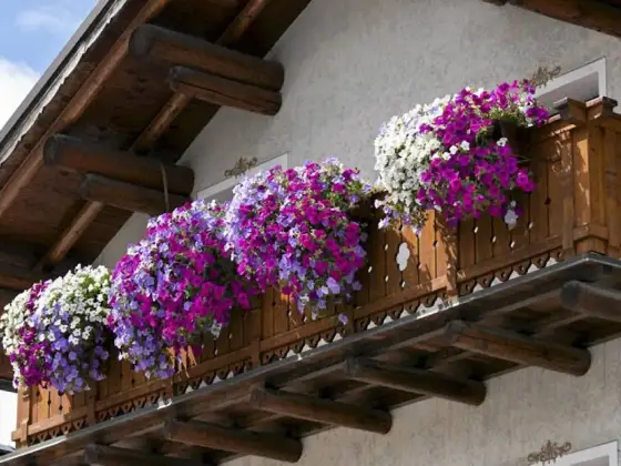 Kwiaty na balkon - które wybrać do słońca, cienia i wiatru