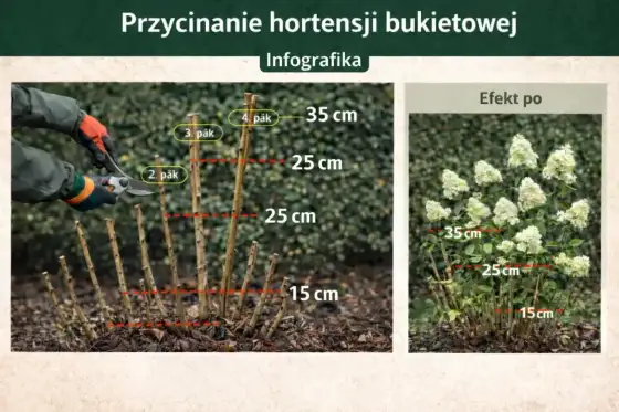 Przycinanie hortensji ogrodowej - jak ciąć bez utraty kwiatów