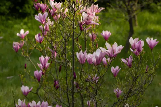 Magnolia przed domem - jak wybrać odmianę i miejsce sadzenia