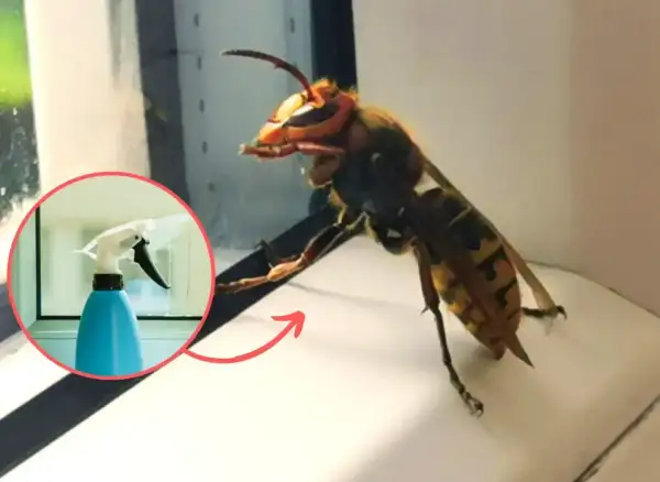 Duży szerszeń obok niebieskiego sprayu w kółku.
