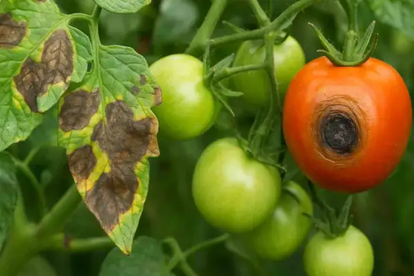 Chory liść pomidora z brązowymi plamami i gnijący pomidor na gałązce.
