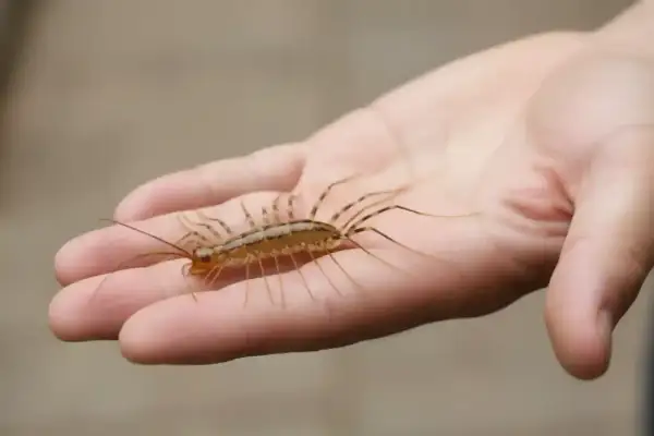 Stonoga domowa na dłoni.