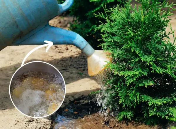 Podlewanie tui wodą z gotowanych ziemniaków to prosty sposób na naturalne nawożenie.
