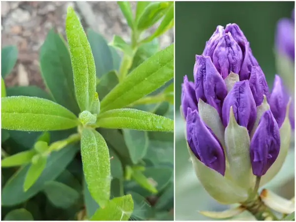 Zielony, puszysty liść rododendronu obok fioletowego pąka. Czekamy, aż rododendron nie kwitnie, ale nadzieja na piękny kwiat pozostaje.
