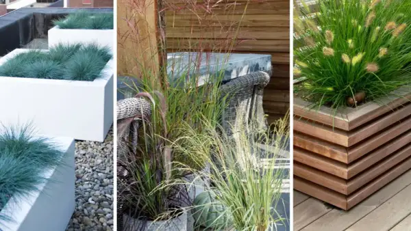 Nowoczesne aranżacje z trawami w donicach: niebieskie trawy w białych skrzyniach, ozdobne trawy przy meblach ogrodowych i bujne trawy w drewnianej donicy.