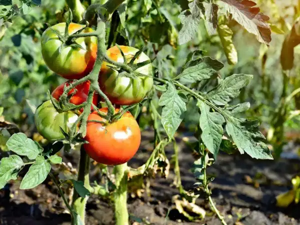 Pomidory na krzaku, niektóre zielone, inne czerwone. Liście lekko zwiędnięte, co może wskazywać na przenawożenie pomidorów objawy.