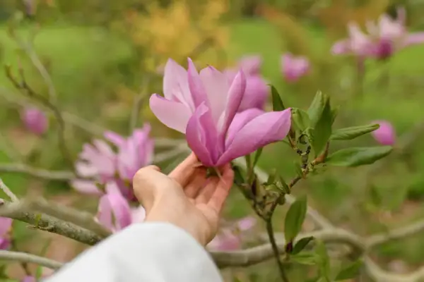 Delikatna dłoń dotyka różowej magnolii, która kwitnie na żyznej ziemi.