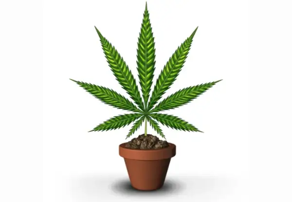 Jak długo kwitnie marihuana? Poznaj różnice między odmianami