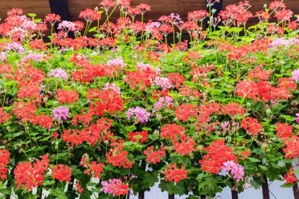 Kwitnące pelargonie w kolorach czerwonym i różowym, z zielonymi liśćmi.