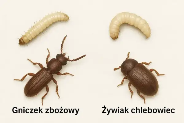 Dwa owady: gniczek zbożowy i żywiak chlebowiec, oraz ich larwy na białym tle.