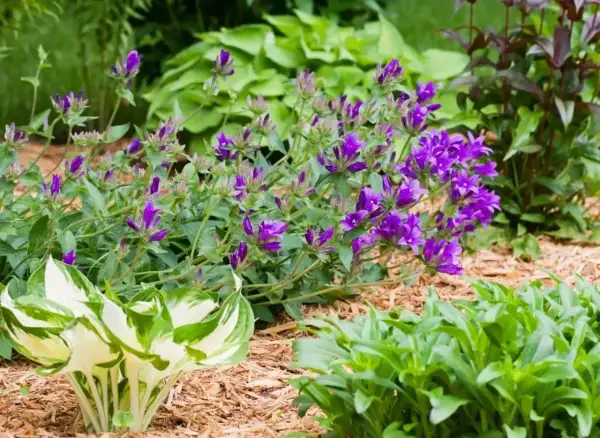 Fioletowe dzwonki, czyli campanula po przekwitnięciu, tworzą bujne kępy wśród zieleni.
