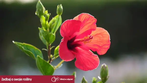 Czerwony hibiskus w pełnym rozkwicie, otoczony zielonymi liśćmi i pąkami. Pytanie o to, jaka ziemia dla hibiskusa, sugeruje troskę o jego wzrost.
