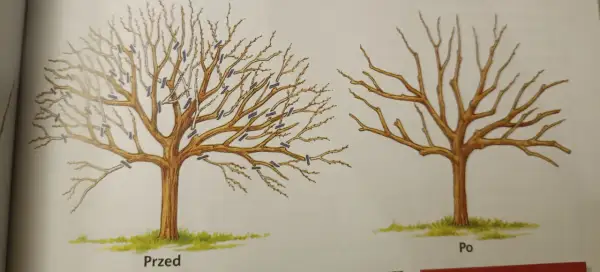 Ilustracje pokazują cięcie jabłoni: przed i po przycinaniu. Widać, jak prawidłowe cięcie jabłoni wpływa na jej kształt.