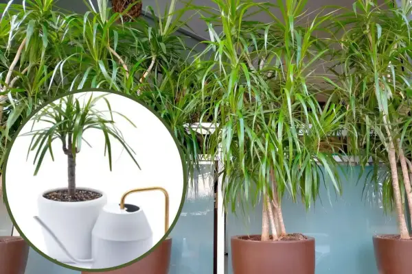 Dracena potrzebuje regularnego podlewania. Widać ją w donicy obok stylowej konewki.