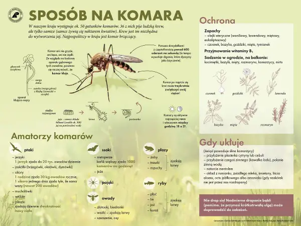 Ilustracja przedstawia komara z opisem jego budowy, cyklu życiowego i naturalnych wrogów.