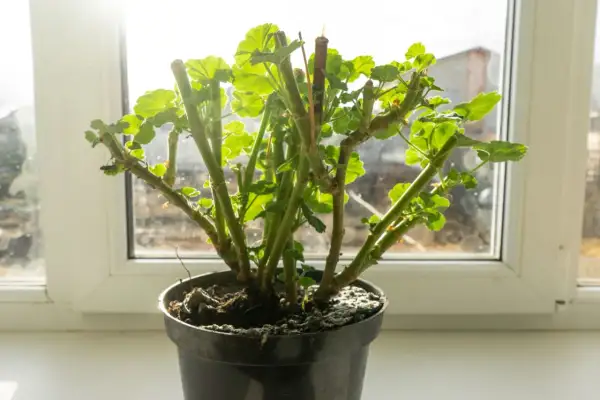 Geranium po zimie, gotowe do przycinania. Pędy z nowymi listkami czekają na odpowiednie cięcie, by pięknie rosły.